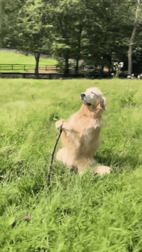 Dog Sitting Holding Stick GIF