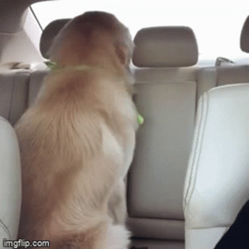 Dog Sitting In Back Seat Of Car Imgflip.com GIF