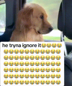 Dog Sitting in Back Seat Saying He Tryna Ignore It