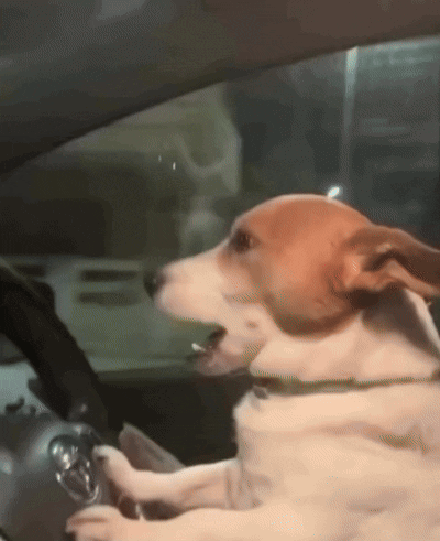 Dog Sitting in Car Driver's Seat