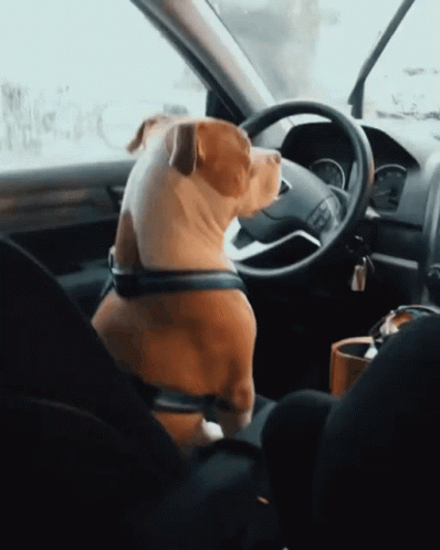 Dog Sitting in Car Driver's Seat