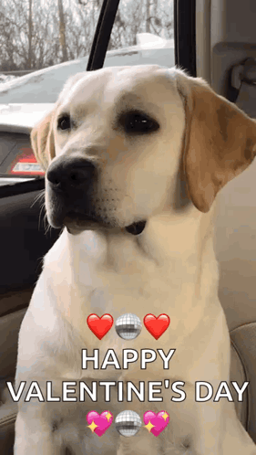 Dog Sitting in Car Happy Valentine's Day