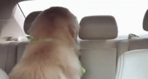 Dog Sitting in Car Window