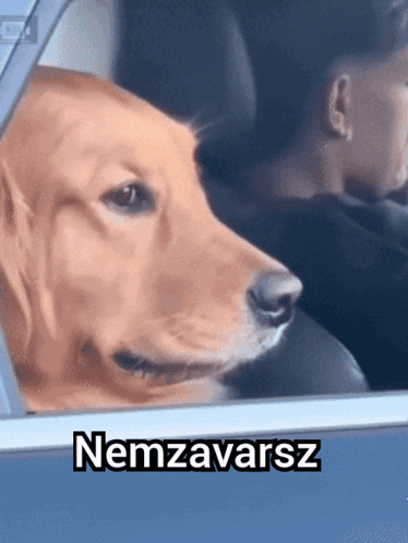Dog Sitting in Car With Nemzavarsz