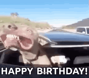 Dog Sitting in Driver's Seat Making Funny Face