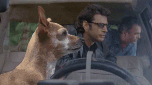 Dog Sitting In Driver's Seat Next To Two Men GIF
