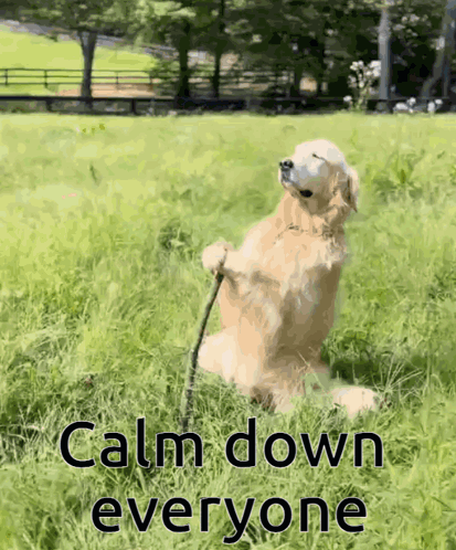 Dog Sitting in Grass Calm Down Everyone