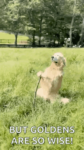 Dog Sitting in Grass With Stick and Ball