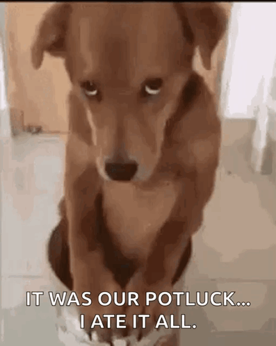 Dog Sitting In Pot With Words It Was Our Potluck... I Ate It All GIF