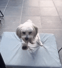 Dog Sitting In Truck Bed Looking In Mirror GIF