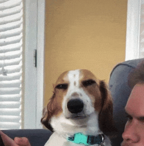 Dog Sitting Next to Man on Couch
