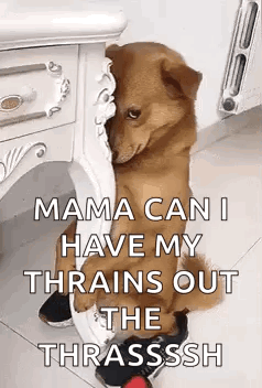 Dog Sitting Next to Table and Dresser