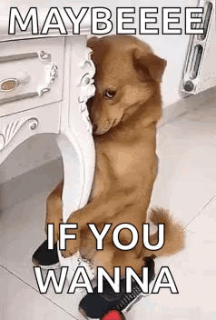 Dog Sitting Next to Table With Shoe on Foot