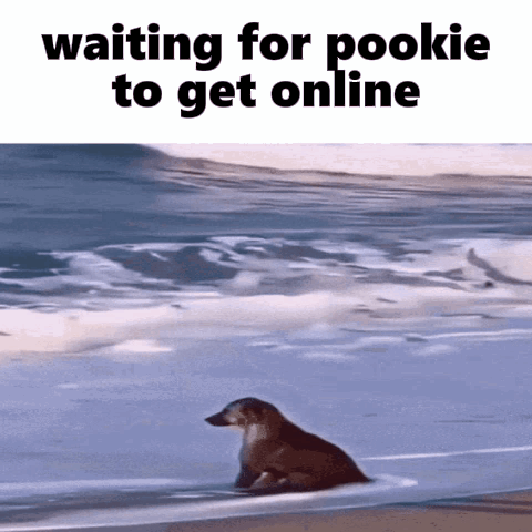 Dog Sitting on Beach Waiting for Pookie