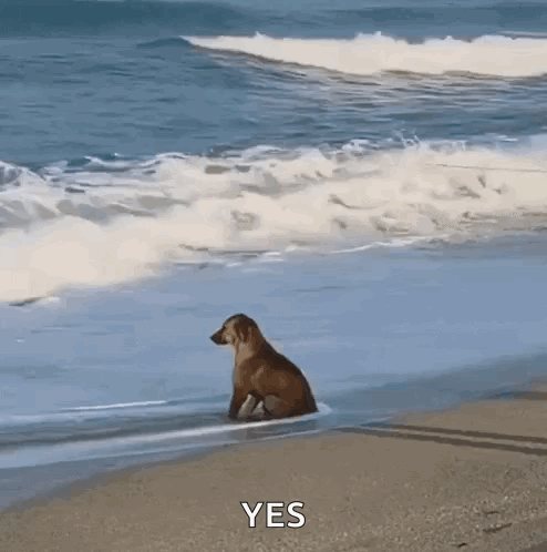 Dog Sitting on Beach Watching Waves