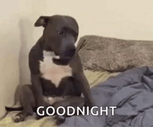 Dog Sitting on Bed Saying Goodnight