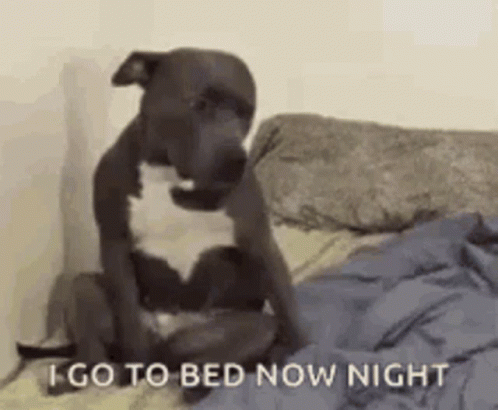 Dog Sitting On Bed Saying Night GIF