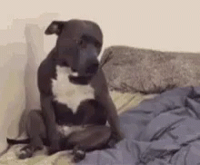 Dog Sitting on Bed With Blanket