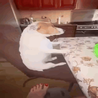 Dog Sitting on Chair Next to Table With Green Container