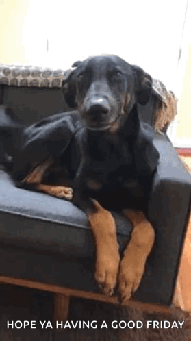 Dog Sitting On Couch Crossed Legs Hope Ya Having A Good Friday GIF