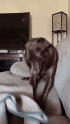 Dog Sitting On Couch In Living Room