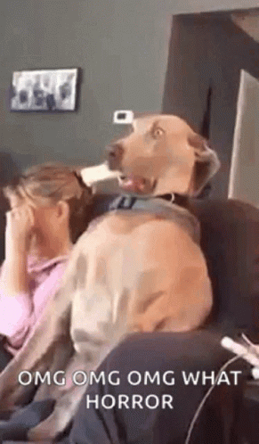 Dog Sitting On Couch Looking At Woman GIF
