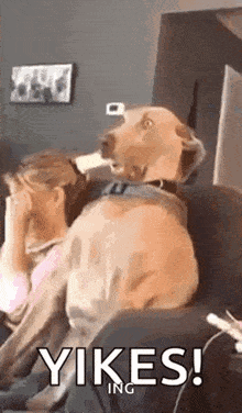 Dog Sitting On Couch Next To Woman Covering Face GIF