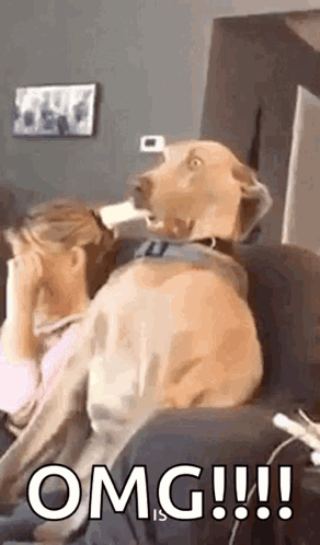 Dog Sitting on Couch Next to Woman Covering Face