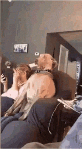 Dog Sitting on Couch Next to Woman Looking at Phone