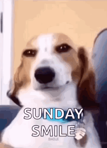 Dog Sitting on Couch Sunday Smile