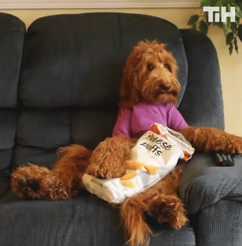 Dog Sitting on Couch With Cheese Puffs