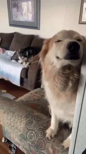 Dog Sitting on Couch With Eyes Closed