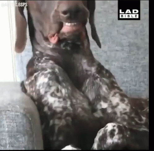 Dog Sitting on Couch With Lad Bible Logo