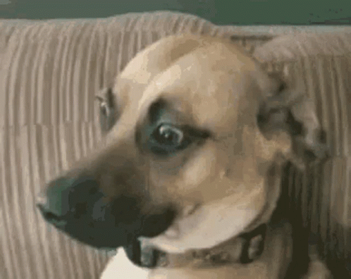 Dog Sitting on Couch With Mouth Open Looking at Camera