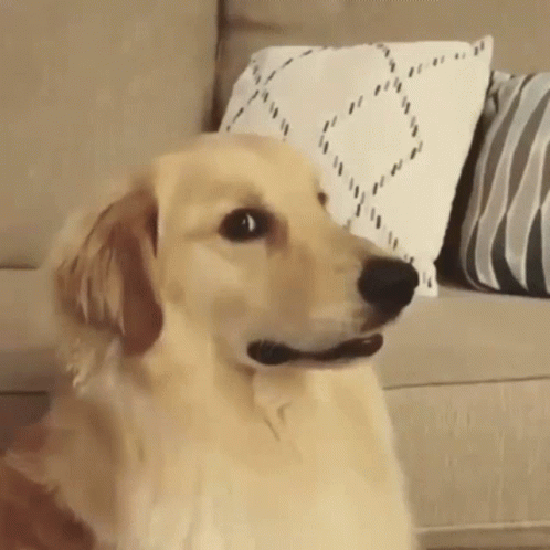 Dog Sitting on Couch With Pillows