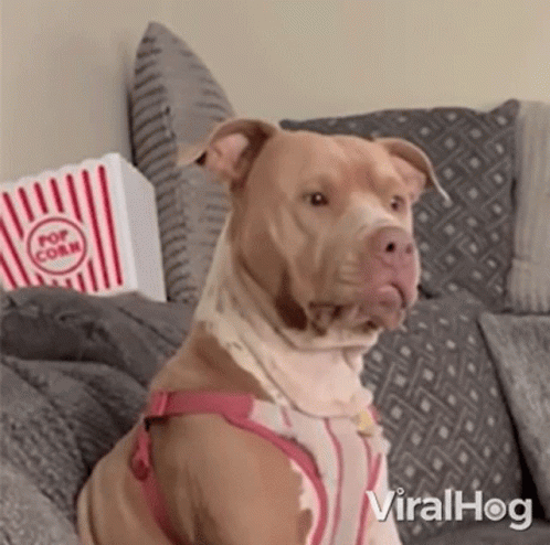 Dog Sitting on Couch with Popcorn