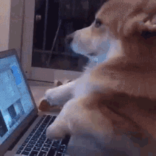 Dog Sitting on Laptop