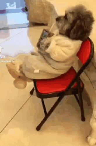 Dog Sitting on Red Chair Looking at Phone