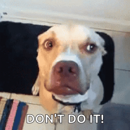 Dog Sitting on Rug Do Not Do It