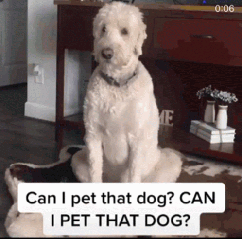 Dog Sitting on Rug Saying Can I Pet That Dog