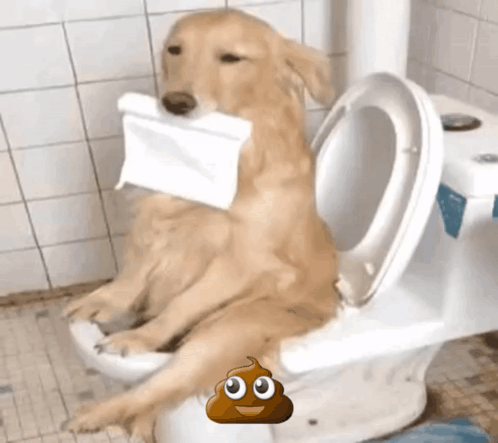 Dog Sitting on Toilet with Paper