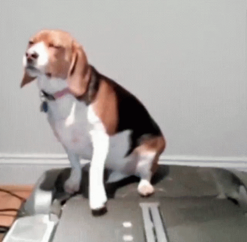 Dog Sitting On Top Of Treadmill GIF