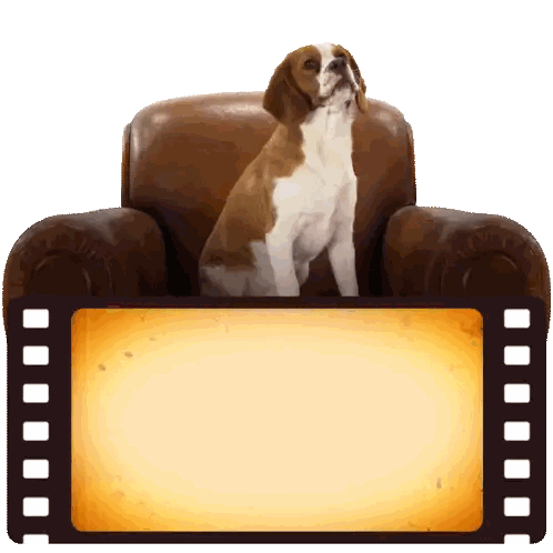 Dog Sitting With Film Strip