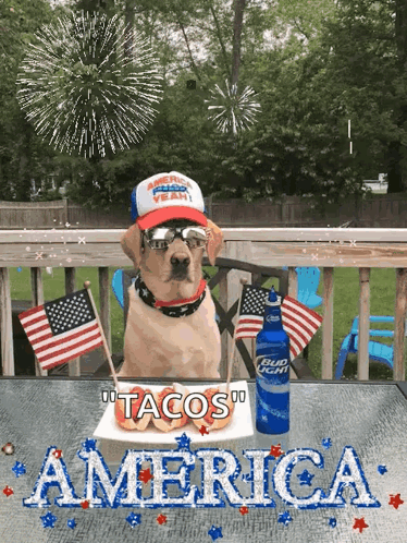 Dog Sitting with Tacos and Bud Light