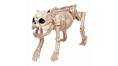 Dog Skeleton with Skull and Teeth