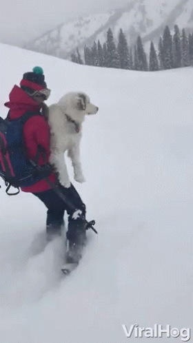 Dog Skiing Snow Storm GIF