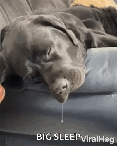 Dog Sleeping On Bed Drooling GIF