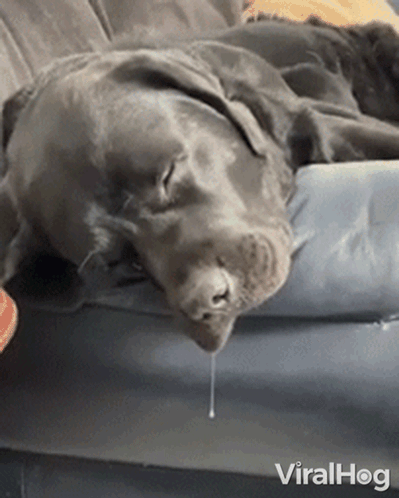 Dog Sleeping on Couch With Mouth Open