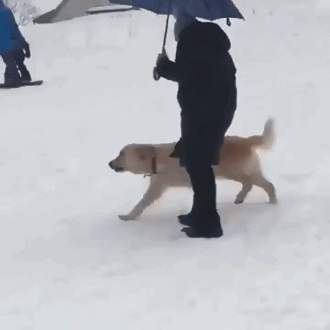 Dog Slide Down On Snow GIF