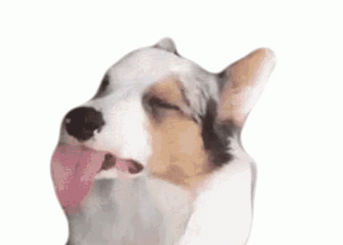 Dog Slowly Licking Butter GIF